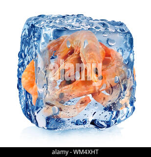 Garnelen in Eiswürfel isoliert auf weiss Stockfoto