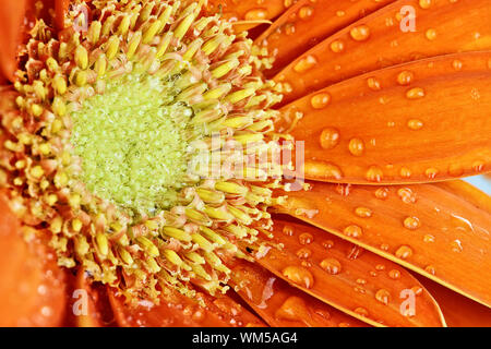 Eine abstrakte einer orange Gerber Daisy Makro mit Wassertropfen auf die Blütenblätter. Extrem geringe Tiefenschärfe. Stockfoto