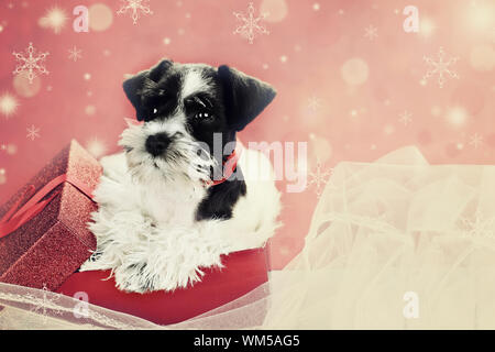 Retro Image eines niedlichen kleinen schwarzen und weißen Mini Schnauzer Welpen lugen aus einem schönen roten festliche Weihnachtsgeschenk. Extrem geringe Tiefe von f Stockfoto