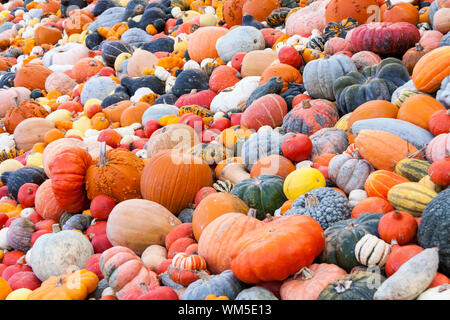 Verschiedene Maxima und Cucurbita pepo Kürbis Kürbisse von Herbst Stockfoto