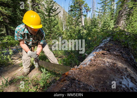 Mit Hilfe einer Quersäge ein Baum auf der Spur in der Oregon Wallowa Mountains zu schneiden. Stockfoto