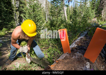 Mit Hilfe einer Quersäge ein Baum auf der Spur in der Oregon Wallowa Mountains zu schneiden. Stockfoto