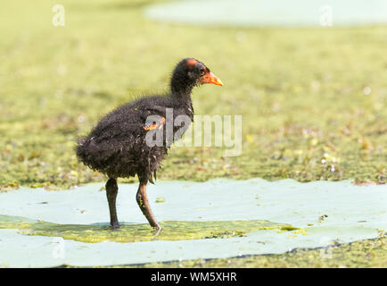 Ein Küken von Gemeinsamen (gallinule Gallinula galeata), Brazos Bend State Park, Needville, Texas, USA. Stockfoto