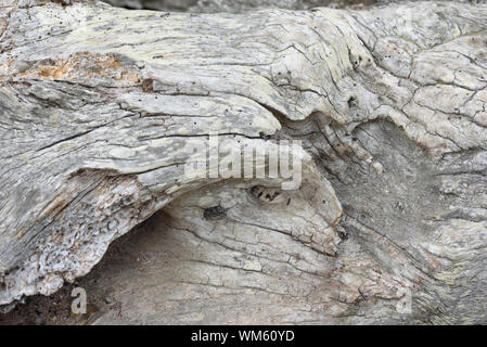 Alter Holz- Hintergrund mit Wurmlöcher und vintage Alterung eines natürlichen Trunk in der Natur Stockfoto