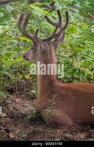 Eine wilde Hirsche mit großen geweihen legt im Wald an einem Sommertag zu entspannen Stockfoto