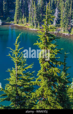 Berg Hemlocks, Tsuga mertensiana, mit Sunrise See in Mount Rainier National Park, Washington State, USA Stockfoto