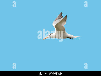 Die Royal tern (Thalasseus maximus) im blauen Himmel, Galveston, Texas Stockfoto