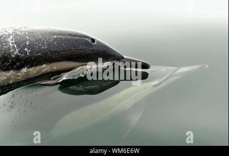 Delfin (Delphinus capensis) Schwimmen im Meer Stockfoto