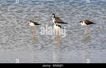 Herde von Black-necked Stelzenläufer (Himantopus mexicanus), Galveston, Texas, USA. Stockfoto