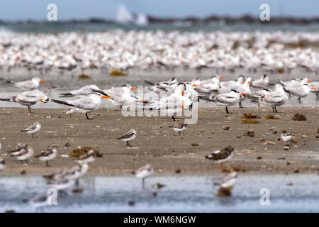 Herden von Royal terns (Thalasseus maximus) sind sich Ruhe am Ufer des East End Beach, Galveston, Texas Stockfoto