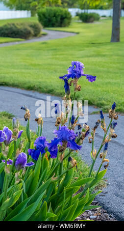 Vertikale Leuchtende blaue Blüten mit langen grünen Blättern neben einem narror gewundene Strasse Stockfoto