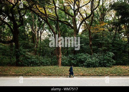 DEC 5, 2018 Tokyo, Japan - Big Tree in Meiji Jingu-Schrein üppiger Wald und Yoyogi Park in Tokio mit Asain touristische Wanderungen in friedlicher Atmosphäre Stockfoto