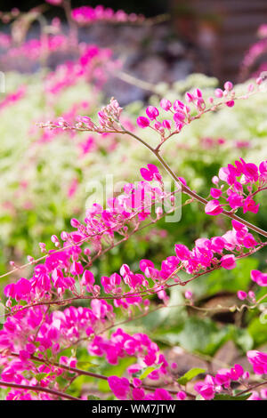 Rosa Blume Coral Rebe Stockfoto