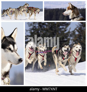 Sportliche Hunde laufen im Schnee, Berg im winter Stockfoto