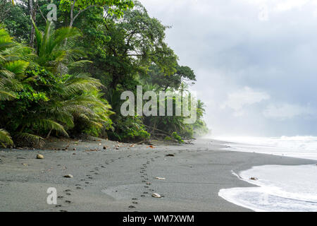 Spuren im Sand, unberührten Strand am Corcovado National Park, Costa Rica Stockfoto