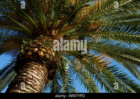 Große Palme mit Blätter und Samen auf und blauer Himmel. Von Unten nach Oben anzeigen Stockfoto