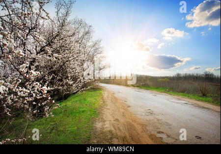 Blühender Kirschbaum in der Nähe von Straße bei Sonnenschein Stockfoto