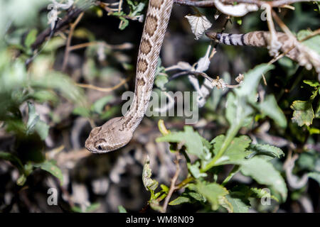 Mojave Klapperschlange in der Wüste von Arizona - Giftige Pit Viper Snake Stockfoto