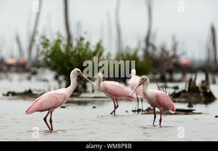 Die rosige Löffler, Platalea Ajaja (manchmal in eine eigene Gattung Ajaja platziert) Stockfoto