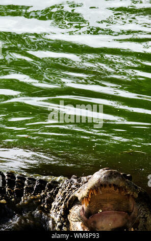 Kubanische Krokodil (Crocodylus rhombifer) mit offenem Mund im Wasser Stockfoto