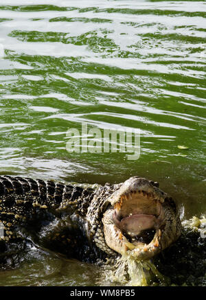Kubanische Krokodil (Crocodylus rhombifer) mit offenem Mund im Wasser Stockfoto