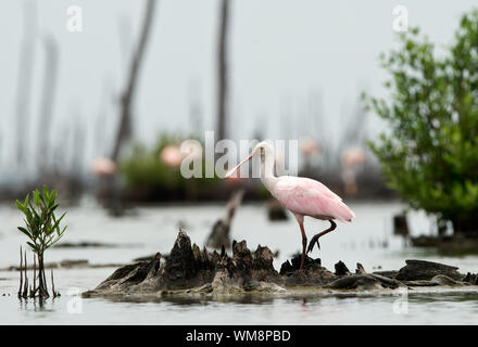 Die rosige Löffler, Platalea Ajaja (manchmal in eine eigene Gattung Ajaja platziert) Stockfoto