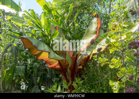 Great Dixter exotischer Garten, ornamentalen banana Palm, Musa Ensete Banane, rot Abyssinain Vetricosum Maurelli Stockfoto