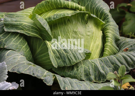 Big Kohl auf dem Bauernmarkt in Fairbanks, Alaska Stockfoto