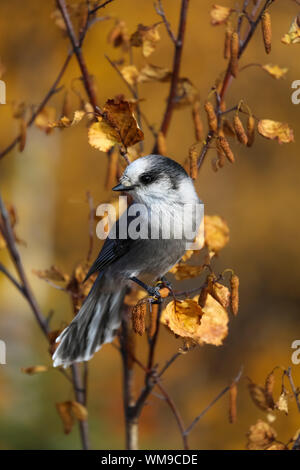 Grau jay sitzt auf einem Ast und Falllaub, Chena River, Alaska Stockfoto