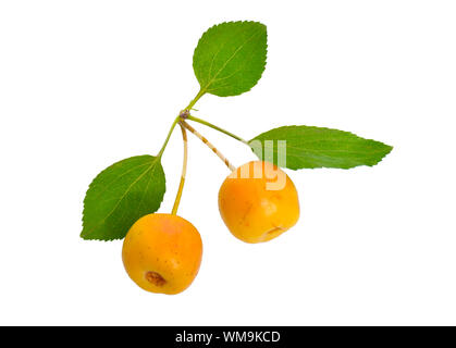 Malus Whipplei durch den gemeinsamen Namen sibirischen Holzapfel, Sibirische Katze, Manchurian Crab Apple und Chinesische Crab Apple bekannt. Isoliert Stockfoto