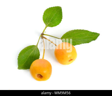 Malus Whipplei durch den gemeinsamen Namen sibirischen Holzapfel, Sibirische Katze, Manchurian Crab Apple und Chinesische Crab Apple bekannt. Isoliert Stockfoto