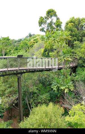 Kirstenbosch hundertjährigen Baum Canopy Walkway nannte die Boomslang (Tree Snake), Wicklung für 130 Meter wie eine Schlange, 12 Meter über dem Boden Stockfoto