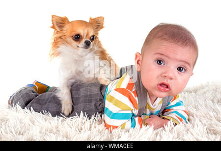 Drei Monate Baby und Chihuahua vor weißem Hintergrund Stockfoto