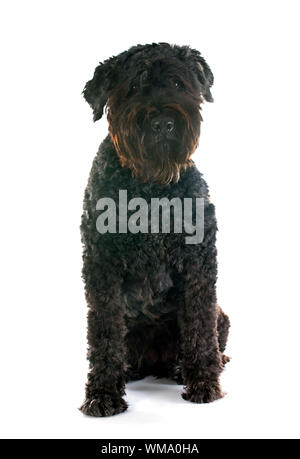 Bouvier des Flandres vor weißem Hintergrund Stockfoto
