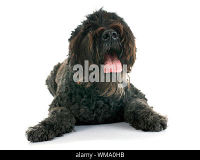 Bouvier des Flandres vor weißem Hintergrund Stockfoto