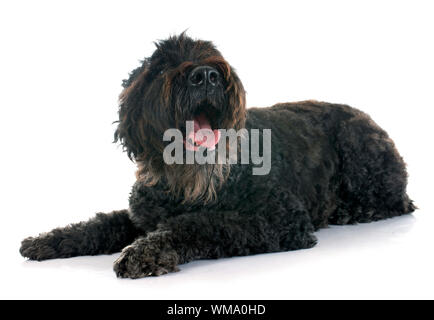 Bouvier des Flandres vor weißem Hintergrund Stockfoto