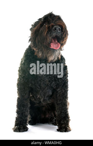 Bouvier des Flandres vor weißem Hintergrund Stockfoto