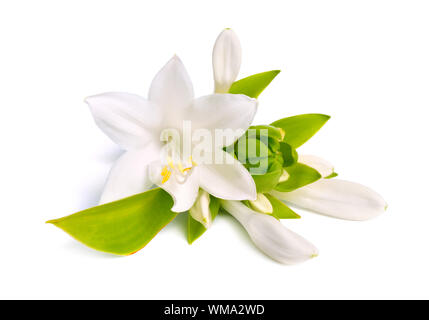 Blumen Hosta plantaginea auf weißem Hintergrund. Stockfoto