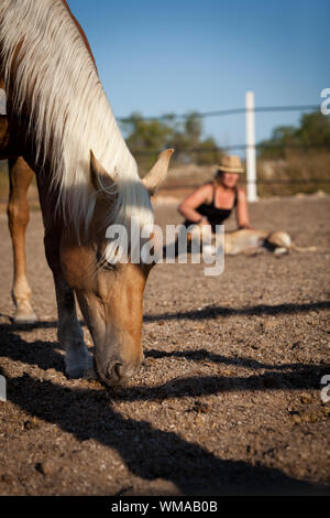 junge Frau Training Pferd draußen im Sommer Stockfoto