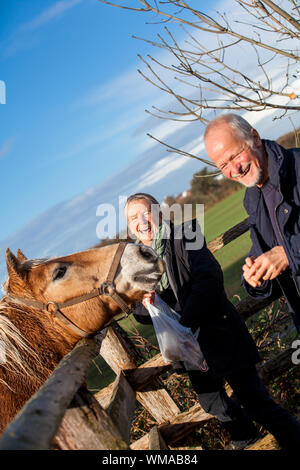 Ältere Paare petting ein Pferd in einem paddock Stockfoto