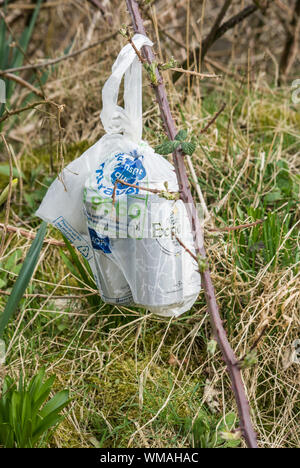 Leere Dosen Lagerbier (Bier) in einer weißen Plastiktüte, die an einem Bramble am Straßenrand befestigt ist Stockfoto