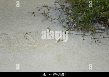 Angeln Haken auf den Fluss/Sport Fliegenfischen Angler abziehen Spinner Nahaufnahme von einem Fisch Haken unter Wasser - Süßwasserfische Stockfoto