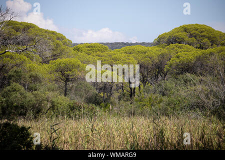 Maritime Pinien Wald Landschaft im Sommer. Parco dell'Uccellina, Toskana, Italien. Stockfoto