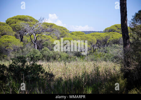 Maritime Pinien Wald Landschaft im Sommer. Parco dell'Uccellina, Toskana, Italien. Stockfoto