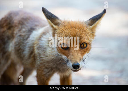 Junge Red Fox (Vulpes vulpes) an der Kamera Porträt suchen. Marina di Alberese Strand, Parco dell'Uccellina, Toskana, Italien. Stockfoto