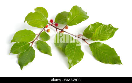 Frangula oder buckthorns Zweig mit Beeren auf weißem Hintergrund. Stockfoto