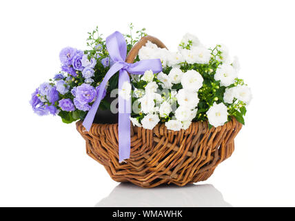 blaue und weiße Campanula Terry Blumen im Weidenkorb, isoliert auf weißem Hintergrund Stockfoto