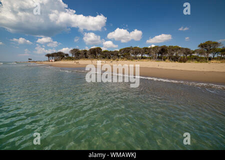 Der Strand von Marina di Alberese, eine der wildesten Strände der toskanischen Küste, in der Uccellina Park, Italien. Das Foto ist aus dem b Stockfoto