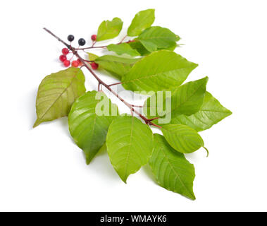 Frangula oder buckthorns Zweig mit Beeren auf weißem Hintergrund. Stockfoto