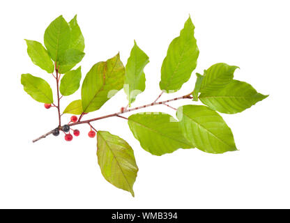 Frangula oder buckthorns Zweig mit Beeren auf weißem Hintergrund. Stockfoto